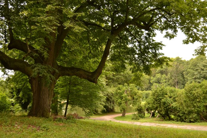 Park pałacowy Krasińskich w Złotym Potoku