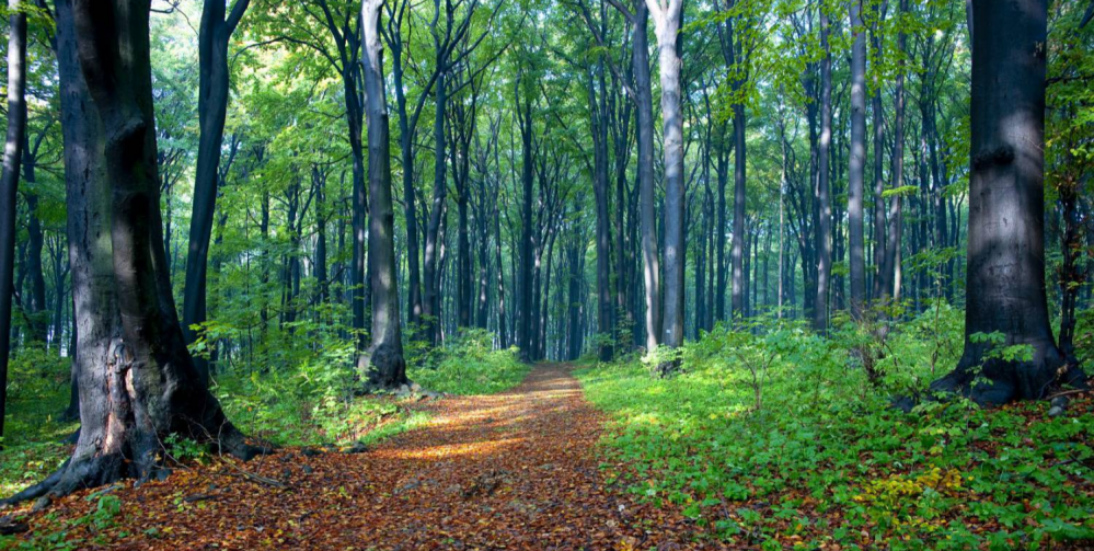 Najlepsze atrakcje dla dzieci na Śląsku