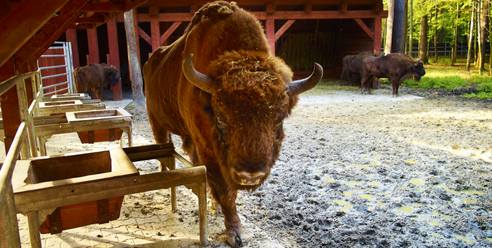 Weekend z dziećmi w okolicy Katowic