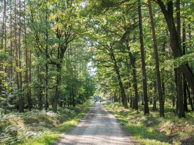 CYSTERSKIE KOMPOZYCJE KRAJOBRAZOWE RUD WIELKICH 